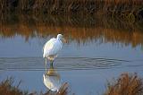 Egret With A Catch_36675